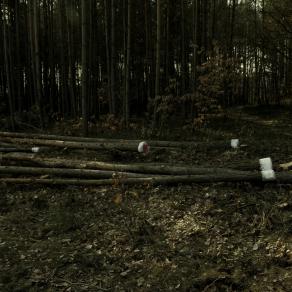 trees are humans also