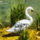 The Grace of The Swan-1