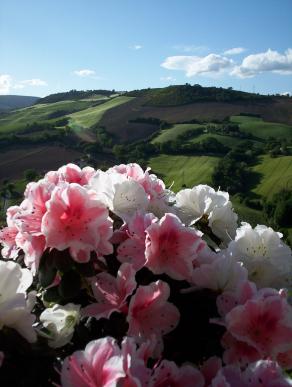 Azalea e colline-Lato "B"