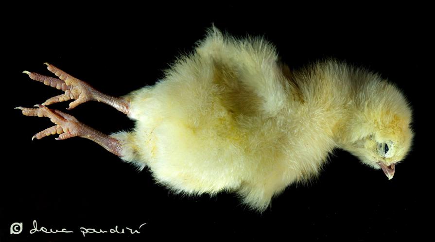 male chicks 