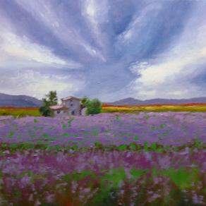 Coltivazione di Lavanda