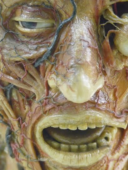 ORME GOTICHE ORME GOTICHE