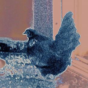 who is THE chicken ?