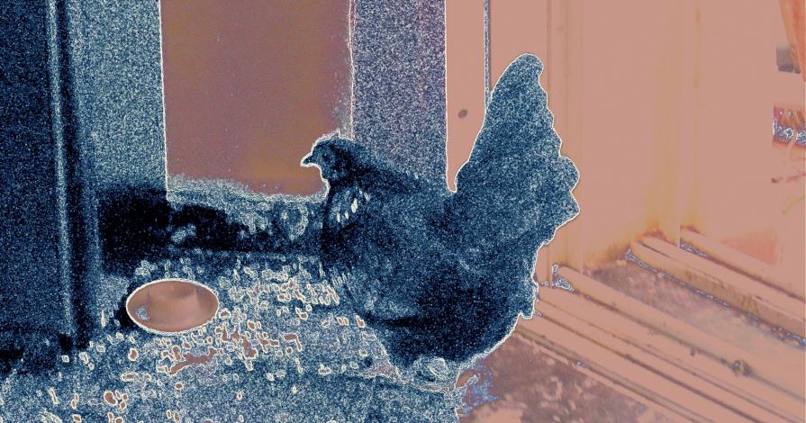 who is THE chicken ?