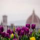 Tulipani a Firenze
