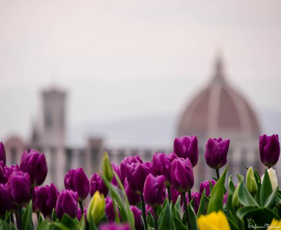 Tulipani a Firenze