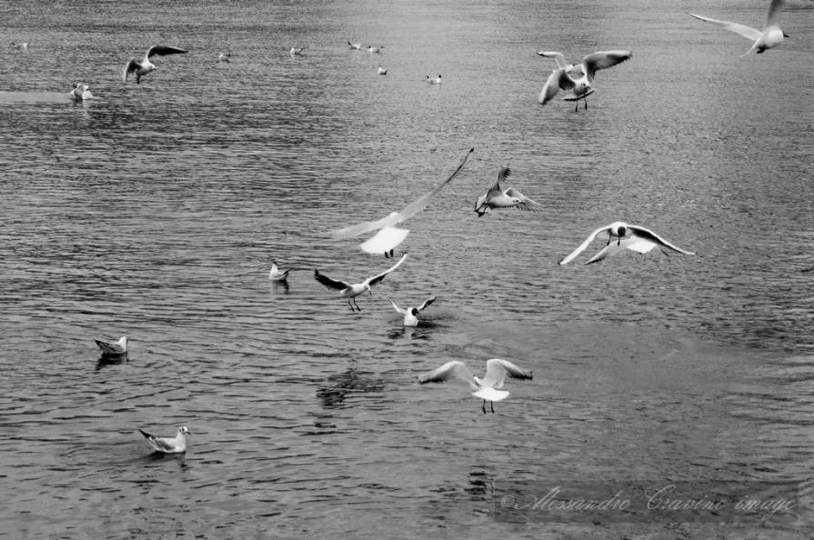 Gabbiani al porto antico