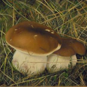 Porcini