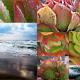 Succulents@Ocean 