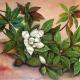 MAGNOLIE