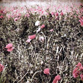 Papaveri tristi (Sad poppies) 