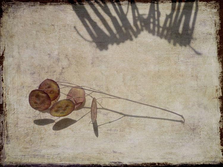 Ombre sui medaglioni del papa