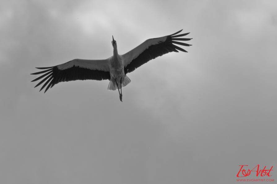 Le Signore Dei Cieli