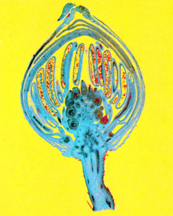 Buttercup Flower Bud