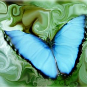 la mia farfallina qualche cosa di magico