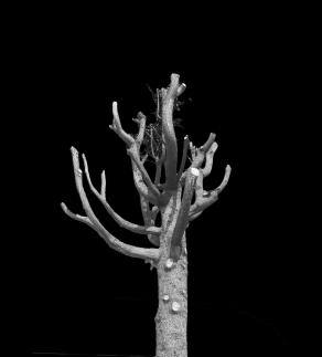 Frames from Cinetic Poetries