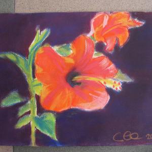 Corsi di disegno a matita su carta e olio su tela