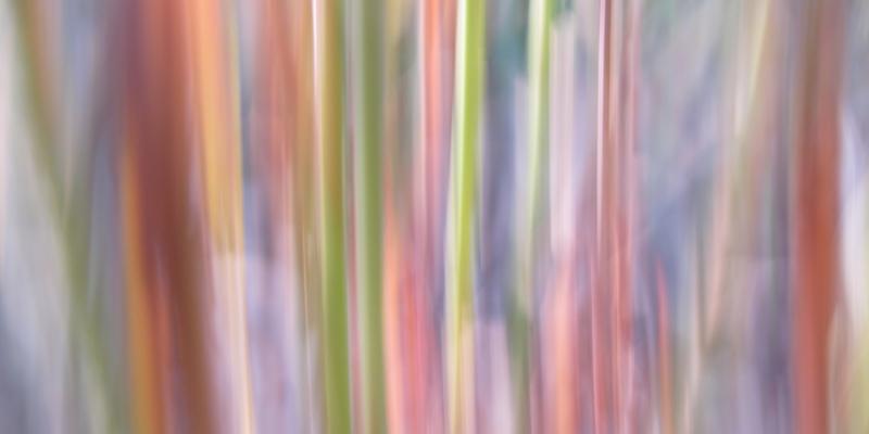 Artcevia Art Festival 2015 Artcevia Art Festival 2015