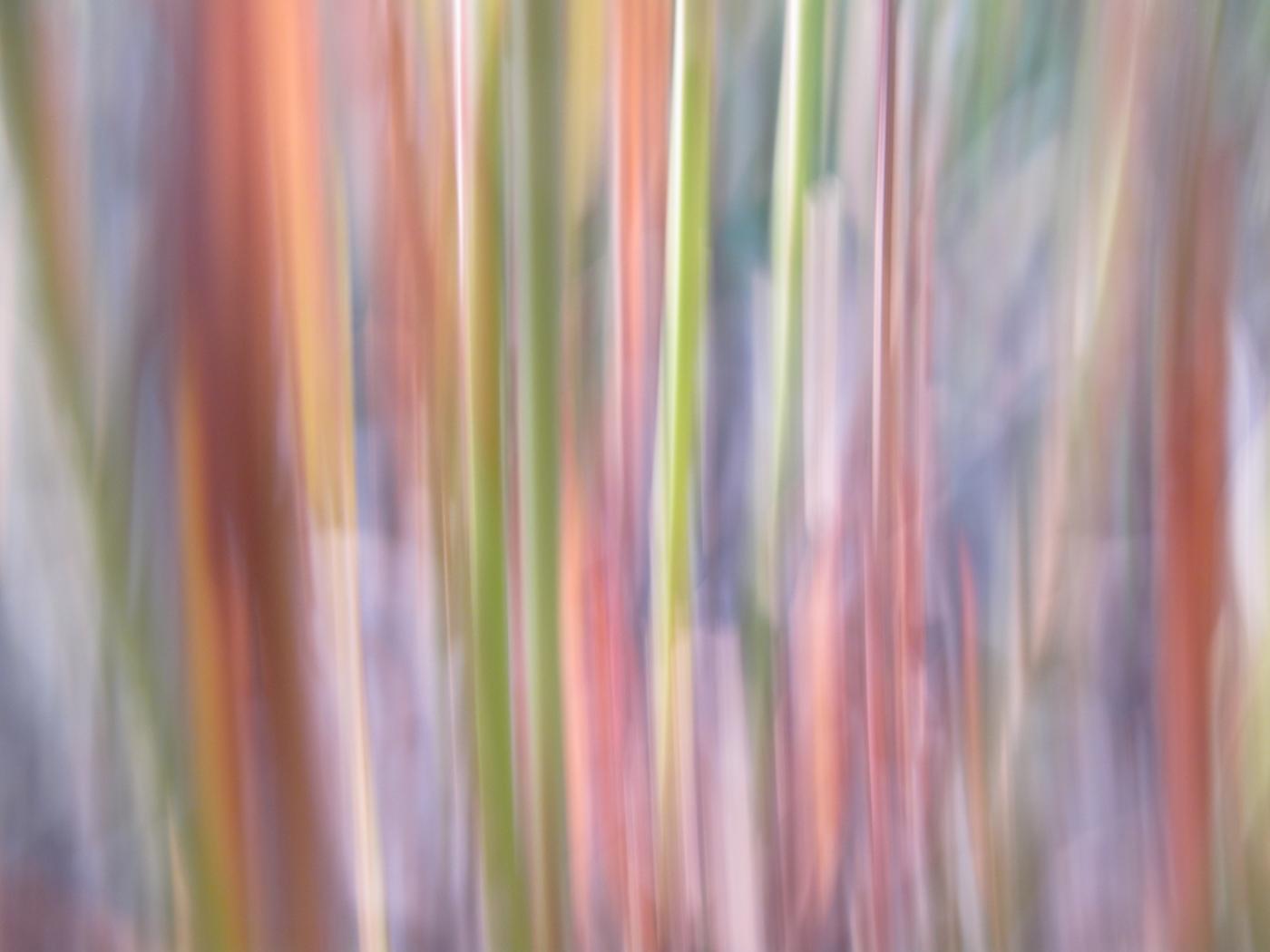 Artcevia Art Festival 2015