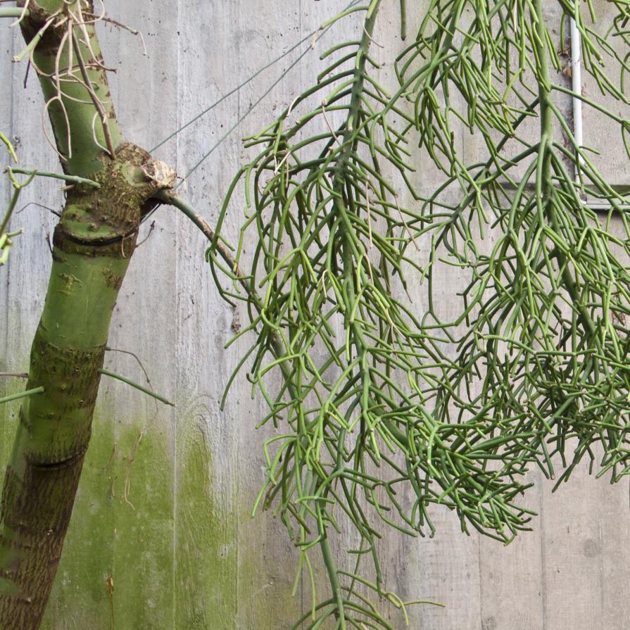 Post Arcadia 8 Post Arcadia 8