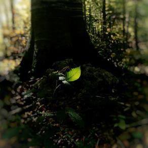 Nature and organisation