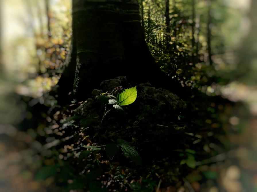 Nature and organisation