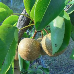 innesto di pere di varietà antica