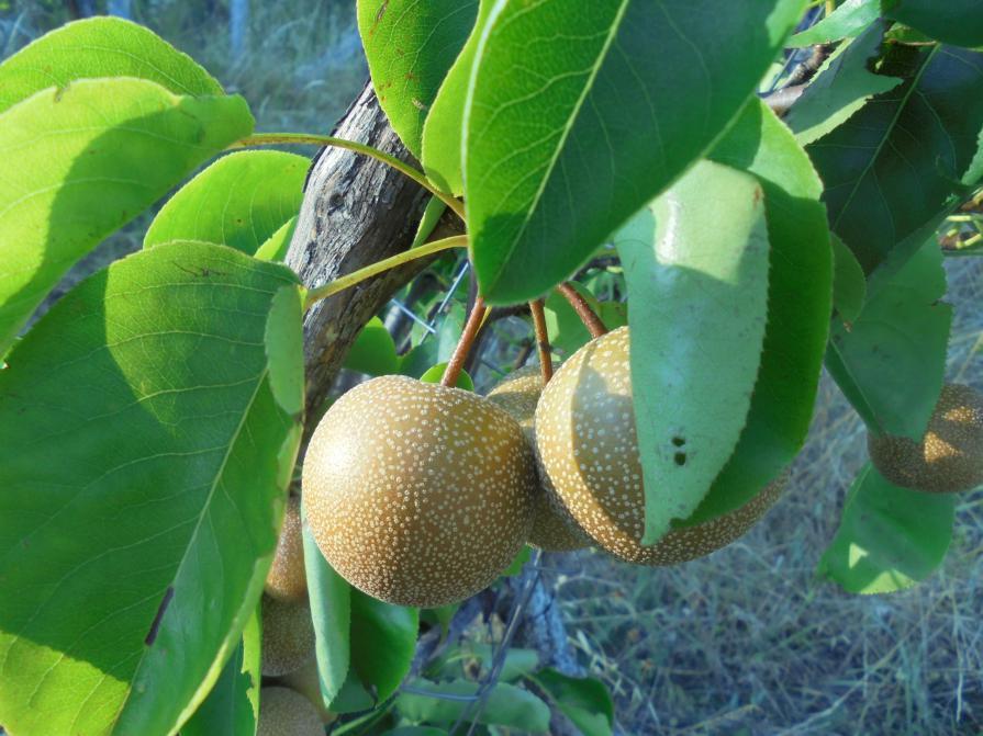 innesto di pere di varietà antica