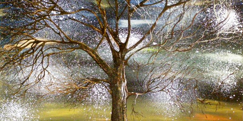 "Gli alberi magici" Video