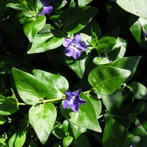 vinca major