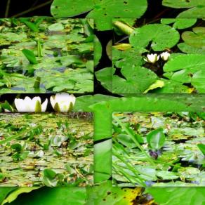 les habitants de l'étang