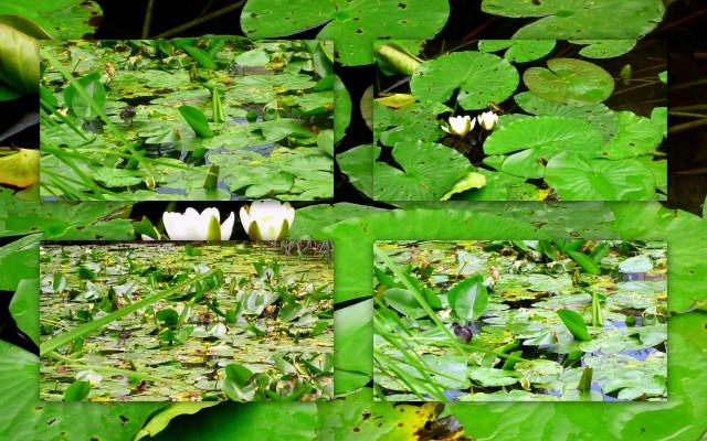 les habitants de l'étang