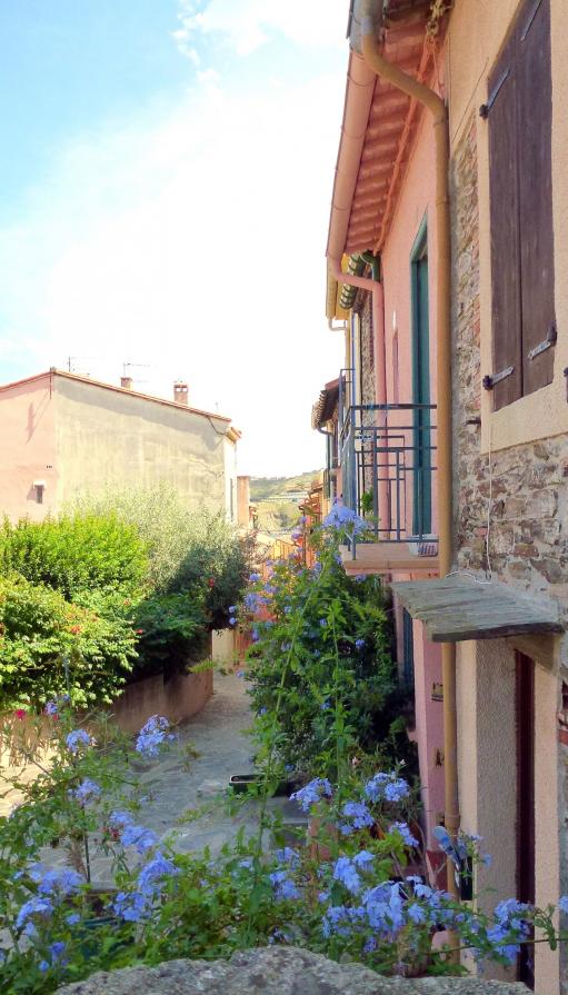 Bleuets de Collioure