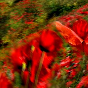 vorrei essere un papavero...