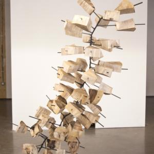 Vertebrata Planta 1 Vertebrata Planta 1