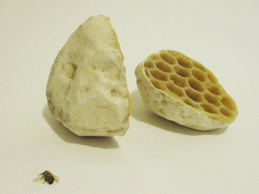 Honeycomb