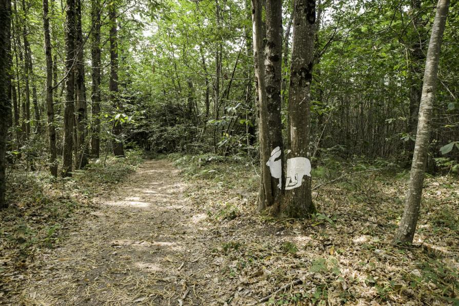 Jackrabbit side view