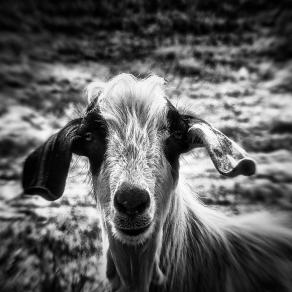 Di fronte al mio prossimo pasto  (In front of my next meal)