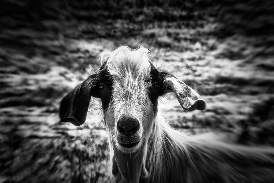 Di fronte al mio prossimo pasto  (In front of my next meal)