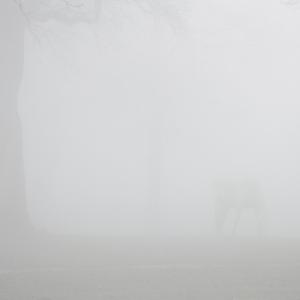 Nature in conflict (Massimo Goina e Fabiola Faidiga)