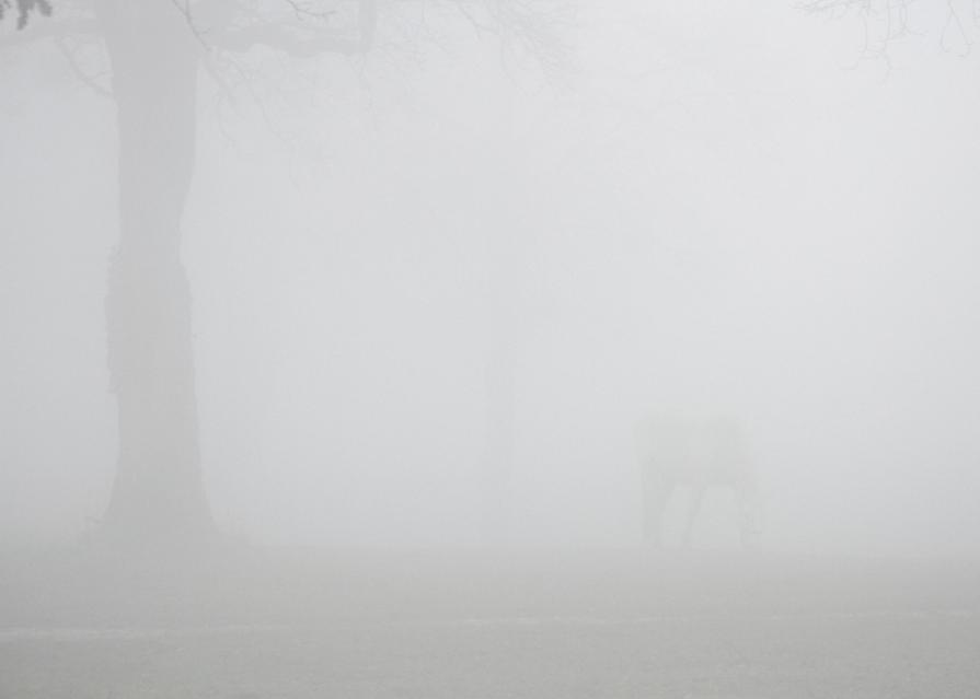 Nature in conflict (Massimo Goina e Fabiola Faidiga)