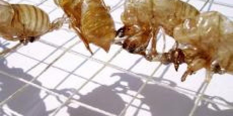 ARTISTA DEL MESE G.A.I.