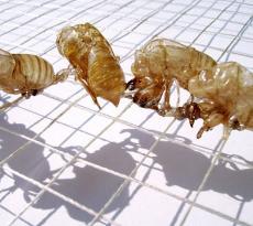 ARTISTA DEL MESE G.A.I.