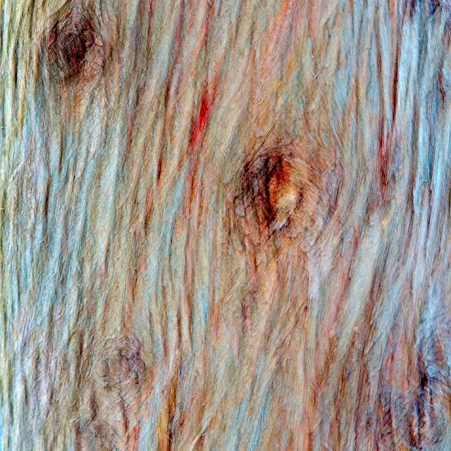 Alberi/Trees #3 Alberi/Trees #3