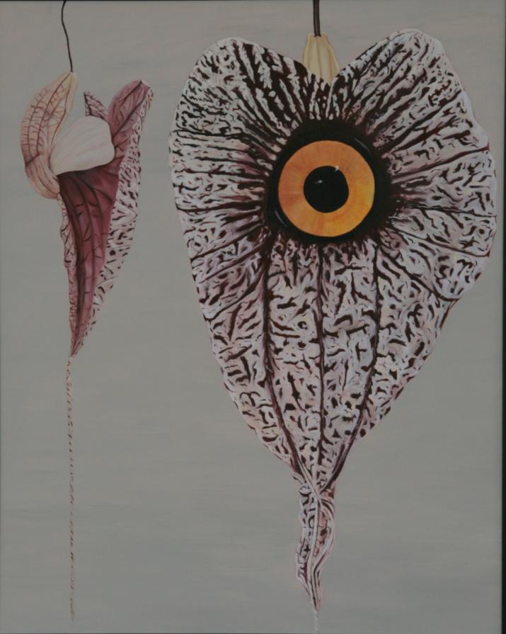El Guardia de Aristolochia