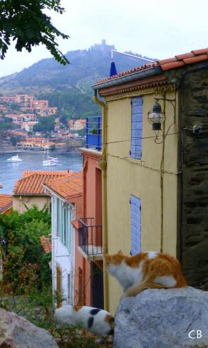 Les chats regardent aussi vers la mer !