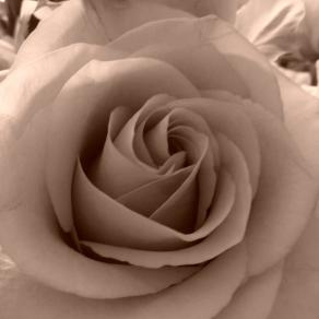 MOSTRA DEL CINEMA DI VENEZIA 2012.(dedicata a Patty)