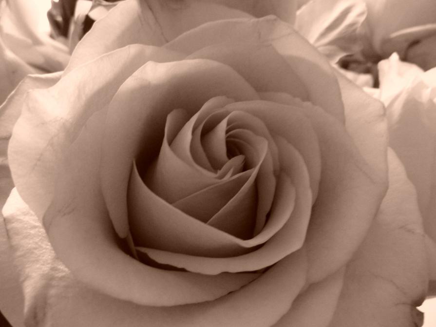 MOSTRA DEL CINEMA DI VENEZIA 2012.(dedicata a Patty)