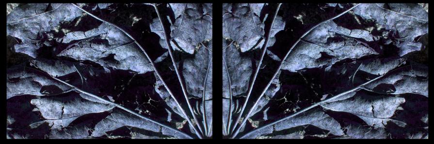 Awakening of the Shaman, 2014