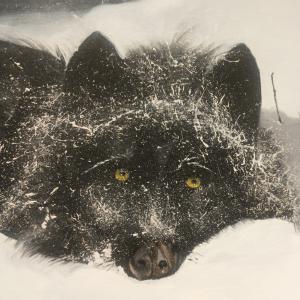 ARTEMISIA INAUGURAZIONE